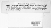 Crystallicutis serpens image